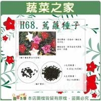 【蔬菜之家】H68.蔦蘿種子(新娘) (共有2種包裝可選)