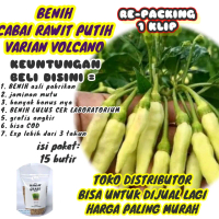 benih cabai rawit putih pedas