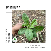 Bibit Daun Dewa tanaman obat keluarga herbal