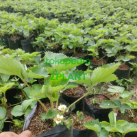Bibit Strawberry Red Giant Australia - Pohon Strawbery Jumbo