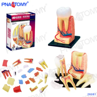Human Teeth Model Detachable Tooth Dentist used tool educational gift 4D MASTER 26061 Puzzle Enlarged Anatomy Teeth Model