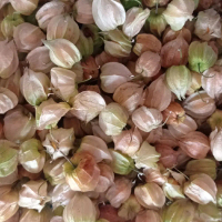 Buah Ciplukan Jumbo Kuning Kemasan 100 gram