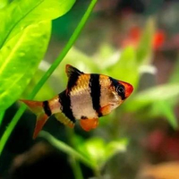 Paket Isi 5 e Tiger Barb Sumatra Ukuran M - Hiasan Aquarium Cantik