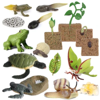 Plastic Model Toys Simulated Animal Growth Cycle Parent-child Education Puzzle Honeybee Turtle Butterfly Frog Ladybug Model TMZ