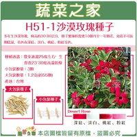 【蔬菜之家】 H51-1.沙漠玫瑰種子(共有2種包裝可選)