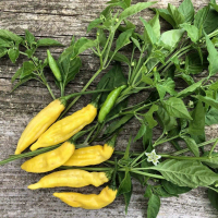 Biji Benih Cili Aji Limo Chili Peppers Seed - 5 Seed