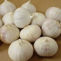 Bawang Putih Tunggal Lanang 1/2 kg