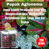 Pupuk Booster Aglonema Pelebat Dan Percantik Daun Terbaik 250gr