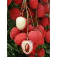 Bibit Tanaman Buah Leci Merah Cangkok-BIbit Pohon Bhah Leci TAMBULAPOT