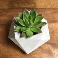 - PBM - TANAMAN POT DIAMOND + SUKULEN KAKTUS MINI / POT + EDELWEIS