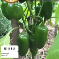 Bibit Super Cabe Rawit Gendot Gatot Kaca | Biji Benih Cabe Rawit Gendot