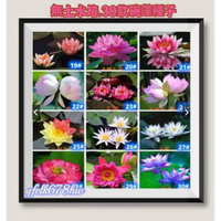 高發芽率 【無土水培 30種荷花/蓮花種子】荷花種子、碗蓮種子 睡蓮種子!