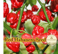10Pcs Seed Red Habanero Savina Pepper Chili Biji Benih Cili Habanero 卡哈瓦那辣椒种子