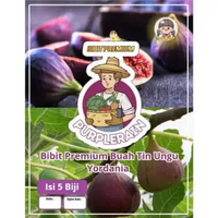 Bibit Premium Buah Tin Ungu Yordania | Biji Buah Tin | Benih Buah Tin