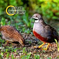 BURUNG PUYUH BATU SEPASANG SEPASANG