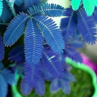 Hạt Giống Mimosa Pudica, Goelrge, 100 Cái, Nhiều Màu Sắc, Thích Hợp Cho Vườn, Cây Bonsai, Cây Trồng 