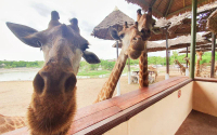 บัตรเข้าชมสวนสัตว์ซาฟารีเวิลด์ (Safari World) ในกรุงเทพฯ