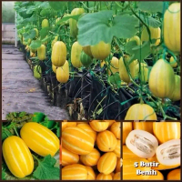 BENIH MELON KOREA ORIENTAL | MELON CUCUMIS (ISI 5 BUTIR) Tanaman