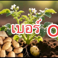 มันฝรั่งเทศ//เบอร์ O A จัมโบ้///3กก ชั่งรวมกล่อง