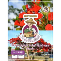 Bibit Premium Bunga Flamboyan Merah | Biji Benih Bunga Flamboyan Merah