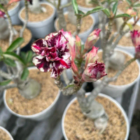 adenium bunga/kembang tumpuk