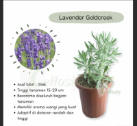 Bibit Bunga Lavender Tanaman Pengusir Nyamuk