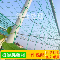 園藝農用種植物百香果葡萄瓜棚網黃瓜藤蔓攀藤網豆角尼龍網爬藤網