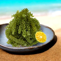 【OTOSAN】鹽漬海葡萄 海葡萄沙拉 海葡萄 泡開即食 素食可 10包入(綠色魚子醬2盒共計10包)