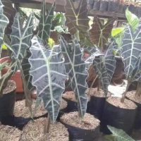 Tanaman hias alocasia tengkorak Amazon keladi amazon