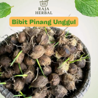 Kecambah Pinang Pandan Wangi Hibrida Bibit Unggul – Isi 10