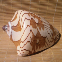 超大海螺貝殼山水螺渦螺風景螺 地中海家居擺件 水族魚缸造景裝飾