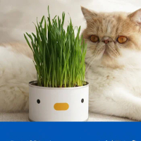 Magic Cat Grass Pet Catnip Digestion Pot, Can Hydroponic Digestion Aid Wheat Cats Snacks Clean Mouth Catgrass Prevent Hairballs