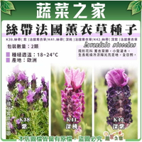 【蔬菜之家】絲帶法國薰衣草種子2顆 多種顏色(紫、深桃、深紫)  (產地歐洲)18~24°C 全日照  香草類