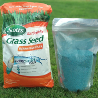biji rumput bermuda grass - biji rumput lapangan golf