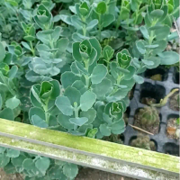 Sukulen Sedum potekan sehat dan murah