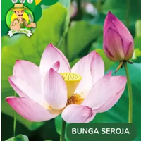 Benih Bibit Bunga Matahari Benih Murah Berkualitas Teratai Seroja