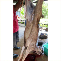 READY STOCKDaging Rusa Segar dari Ladang terus ke dapur rumah soybean konjac noodles organic halal