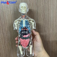 Transparent Human Body Anatomical use Human Skeleton&amp;Organ DIY Anatomy Model Educational Equipment Medical Sciences 4D MASTER