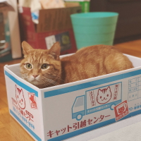 貓紙箱 貓抓板窩瓦楞紙磨爪器磨爪板貓爪板 貓咪紙盒房子貓窩紙箱