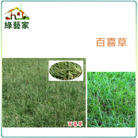 【綠藝家】M01.百喜草種子10克 (有藥劑處理)