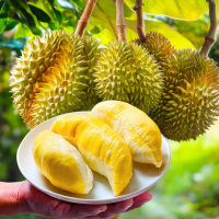 【Gold Thon】Sweet Juicy 泰國冷凍金枕頭榴槤8盒/300g*8(泰國 榴槤 榴蓮 榴槤冰 金枕頭榴槤 金枕頭)