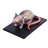 4D Vision Rat Animal Anatomy Model Detachable Full Skeleton Laboratory Education Classroom Equipment Fame Master Puzzle Kids Toy
