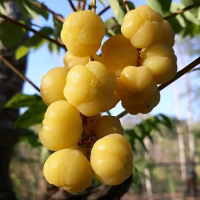 bibit buah cermai cangkok