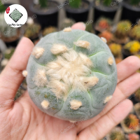 Kaktus Lophophora Hybrid