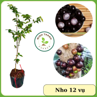 Cây Nho thân gỗ 12 vụ, cho trái quanh năm, cho trái trong thân, nho thân gỗ, nho 12 vụ