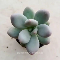 Moonstone – Pachyphytum oviferum | Kaktus Sukulen Tanaman Hias Unik – Koleksi Pachyphytum