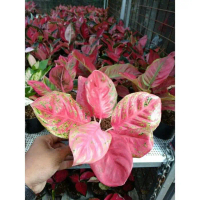 MURAH!! ANAKAN/BABY AGLONEMA WULANDARI DAUN 1/2