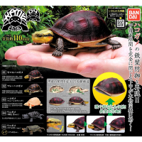 小全套4款 日本正版 烏龜 環保扭蛋 P4 食蛇龜篇 扭蛋 轉蛋 造型轉蛋 動物模型 BANDAI 萬代 - 516392