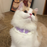 Pemanas Leher Kucing, Selendang Ikatan Simpul Binatang, Tuala Mulut Kecil, Bib Anak Kucing Kolar Kuc