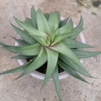Tanaman hias indoor import kaktus mini sukulen/ tanaman hias import kaktus mini opuntia